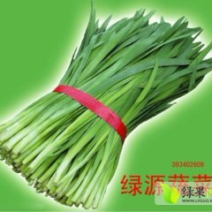 山西运城 富生韭菜欢迎合作