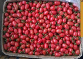 山东莘县千禧，园粉圣女果长势旺盛