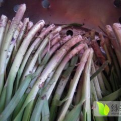 梁山韩岗焦中心2月野生苔韭韭菜