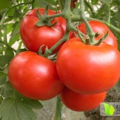 2015福建晋江西红柿抓住商机无限