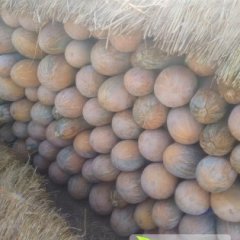 勐腊勐满叶黑2月南瓜西瓜