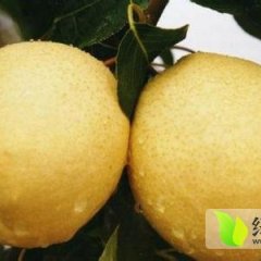 陕西酥梨价格酥梨产地价格