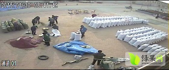 武城辣椒长势旺盛志宝李志宝诚信合作