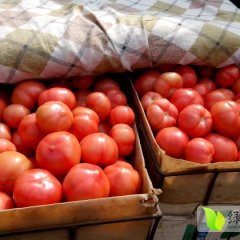 开封现在正是番茄产季