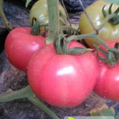 泾阳西红柿名优产品,寇家寇海平诚信合作