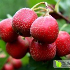 2015山东蒙阴十万斤优质大金星山楂供应！