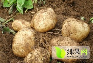 神池贺职杨新明2月紫花白土豆