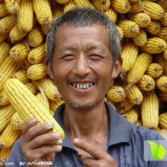 山西神池玉米新明合作社