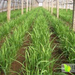 东台唐洋沈志华2月苔韭韭菜