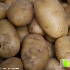 哈尔滨土豆营养丰富,呼兰王贺诚信合作
