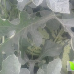 思茅西瓜绿色无公害,景谷潘阿龙诚信合作