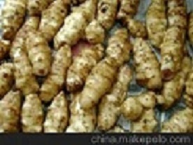 江苏洋姜【下半年大量[热销]】东台洋姜