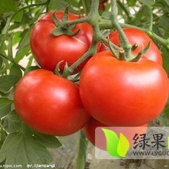 民勤县双茨科乡关路一社劳斯特大红西红柿