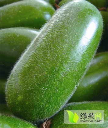 2015年山东莘县节瓜价格
