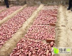 辽宁千亩红薯预售新货寻求实力经销商