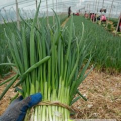 2015禹城冬季塑料大棚小葱