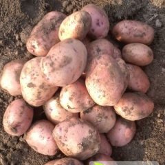 云南省德宏州盈江县太平镇合作88