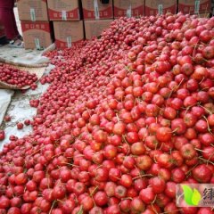 供应临沂费县优质山楂硬度色泽好量少速购