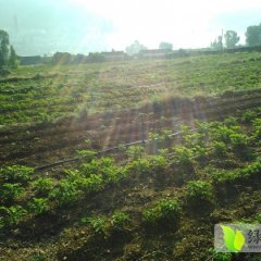 2015云南土豆抓住商机无限