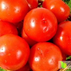 山东任城金鹏西红柿火爆招商中!