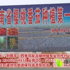 河南圣女果樱桃番茄温棚种植第一乡慈周寨圣女果基地