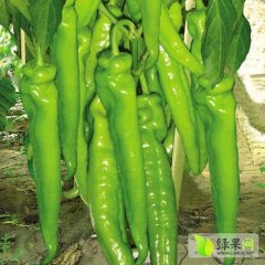 山东青州37-74辣椒绿色无公害