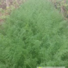 河北饶阳茴香其他蔬菜产销两旺