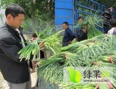 《诚信代收蒜薹 出租金乡蒜薹冷库》