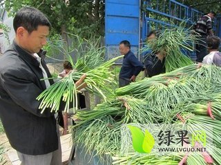 2015年山东金乡杂交蒜薹价格