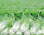 2015年山东平度87-114白菜价格