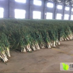 山东平度铁杆大葱火爆招商中