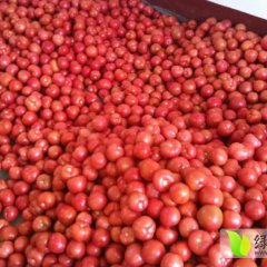 费县胡阳镇李晓辉供粉红西红柿 包装齐全