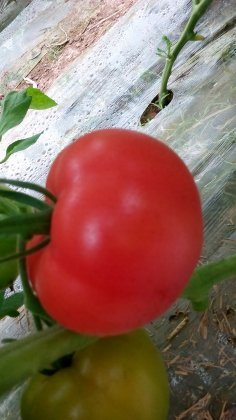 商河玉皇马学东1月硬粉西红柿