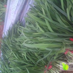 河南孟州明星十号韭菜欢迎合作