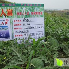 广西良庆技术及肥料西瓜价格行情平稳