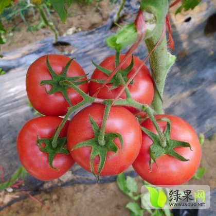 2015年山东寿光越夏宙斯盾价格