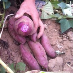 开封紫薯、双季红薯大量上市！代办麻全亮