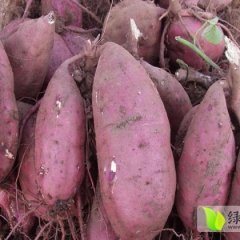 霸州红薯品质优良,岔河孟先生诚信合作