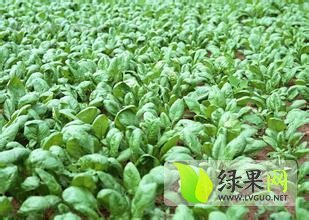 嘉祥县华祥蔬菜种植专业合作社