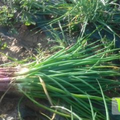 泸西中枢涂建鹏10月小红葱其他蔬菜