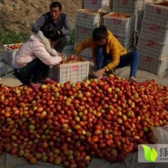 冠县兰沃冯子增4月中油4号油桃