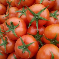 平度西红柿营养丰富,崔家刘洪成诚信合作