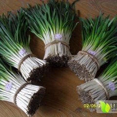 昌乐红河东皋营原祥无公害韭菜大量上市