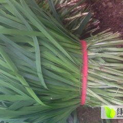 中牟刁家军红供应无公害韭菜