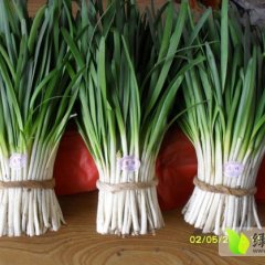 昌乐红河刘玉成2月原祥无公害韭菜