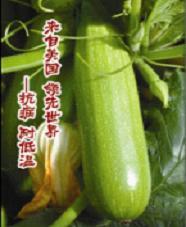 2015年山东历城亚历山大价格