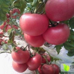 抗TY西红柿苗，价格优惠中-安信种苗