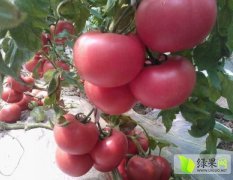 抗TY西红柿苗，价格优惠中-安信种苗