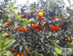 广西恭城柚子椪柑橙子沙糖桔随行就市