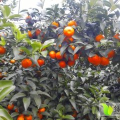 广西恭城柚子椪柑橙子沙糖桔随行就市